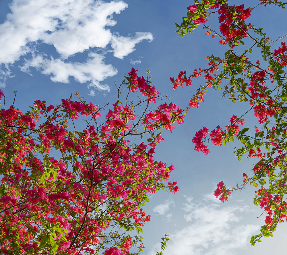 bougainvillea 01b _ 18k x 16k